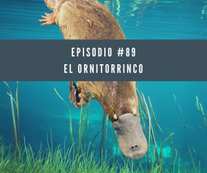 89 el ornitorrinco