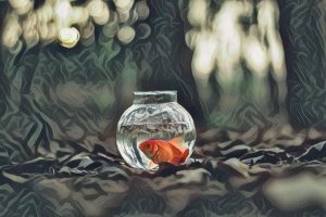 Un pez aparece en una pecera